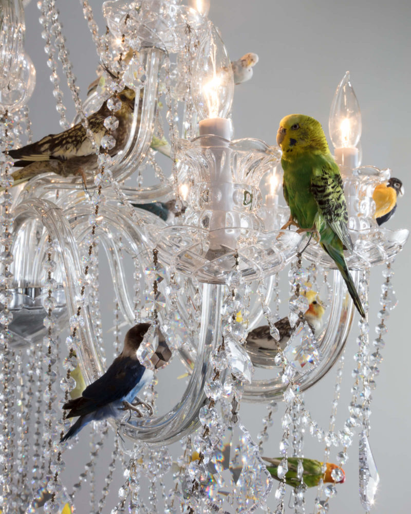Unique "Bird Chandelier." Small crystal chandelier with taxidermy birds
